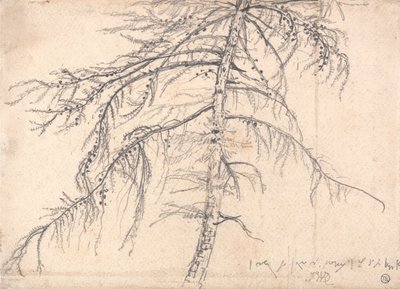 Árbol de alerce de James Ward